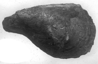 https://files.geocollections.info/large/95/07/95076f66-77ac-4023-bd15-d94a51a41649.jpg