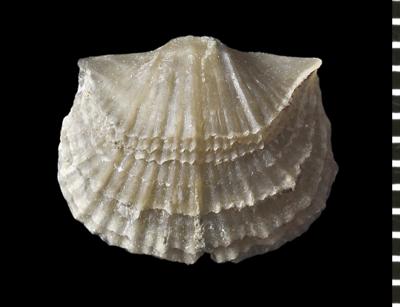 https://files.geocollections.info/large/95/1b/951b50db-671c-4f91-a3de-1f09d709e5c4.jpg