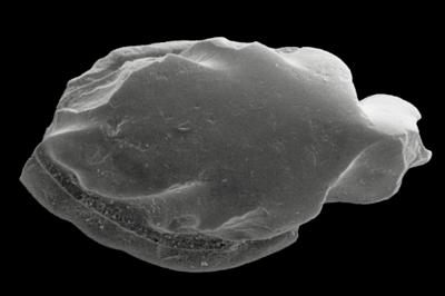https://files.geocollections.info/large/95/25/9525e747-3f0b-4f0d-ad89-fe2280ca68ef.jpg