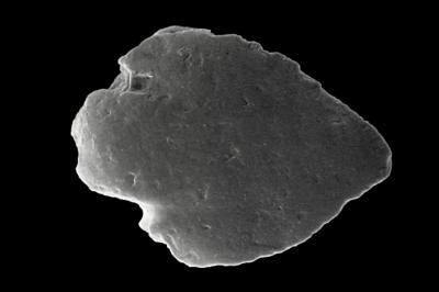 https://files.geocollections.info/large/95/2e/952ec6e0-0697-405a-a47c-d6d3a14c99c7.jpg