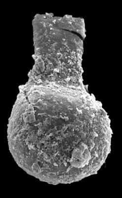 <i><i>Sphaerochitina</i> | Sphaerochitina sp.</i><br />Kolka 54 borehole, 517.00 m, Jaagarahu Stage (546-62)