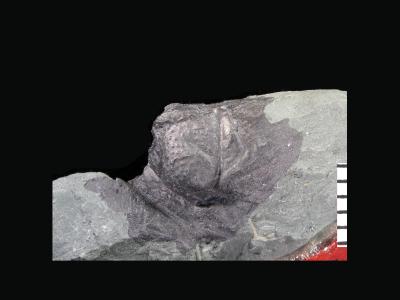https://files.geocollections.info/large/95/64/95646d31-3e49-438d-b4be-74ff9a9886b2.jpg