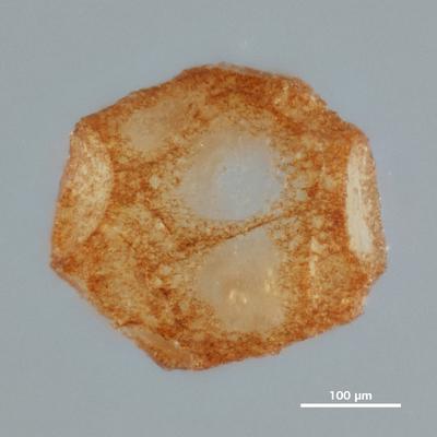 https://files.geocollections.info/large/95/6a/956a9398-354f-4902-9df7-eee07bddc234.jpg