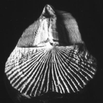 https://files.geocollections.info/large/95/78/957890e9-71e3-46d4-a412-c45b0a176b2b.jpg