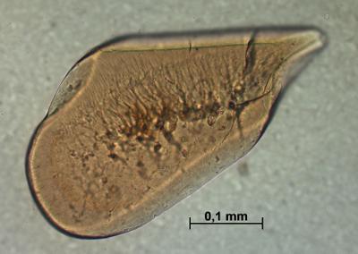 https://files.geocollections.info/large/95/82/95822121-f0e9-46b7-b863-4d28307c9b6f.jpg
