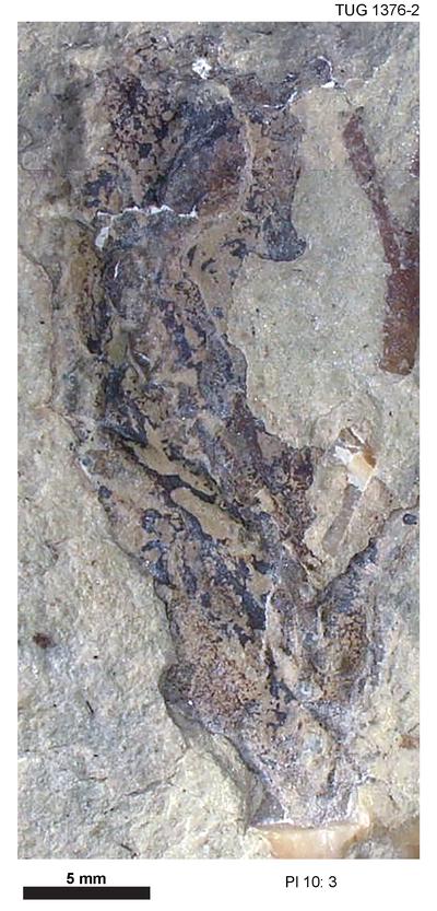 https://files.geocollections.info/large/95/d4/95d4dfae-fc90-40fd-9f7b-8f6c4f643ae3.jpg