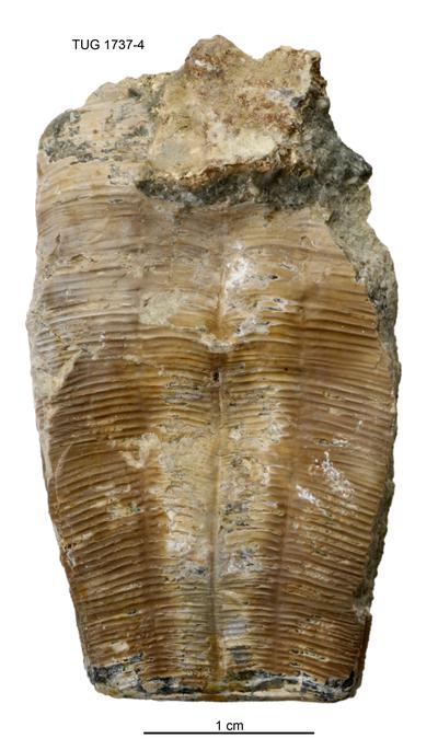 https://files.geocollections.info/large/95/e9/95e9a5dc-d289-4a14-ac72-19ed59500ade.jpg