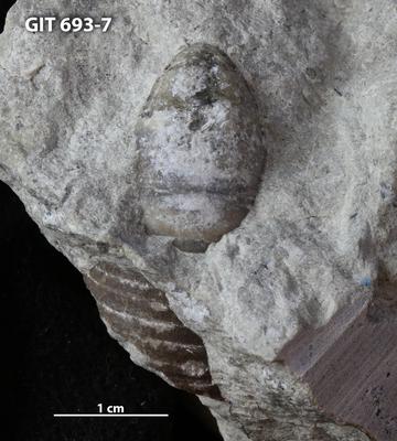 https://files.geocollections.info/large/95/ed/95ed9fa3-7247-4ec7-b9f5-b788cd945669.jpg