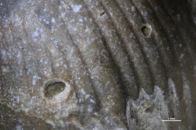 <i>Oichnus isp.</i><br />Jaani,  m, Jaani Stage