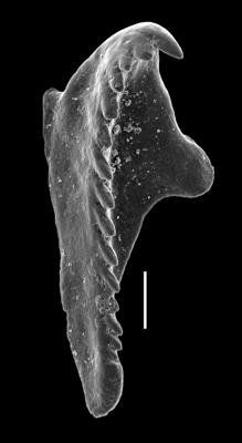 <i>Oenonites sp.</i><br />Paatsalu 527 borehole, 46.43 m, Wenlock