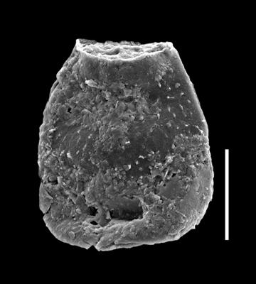 <i><i>Eisenackitina causiata</i></i><br />Paatsalu 527 borehole, 78.20 m, Llandovery (493-5)