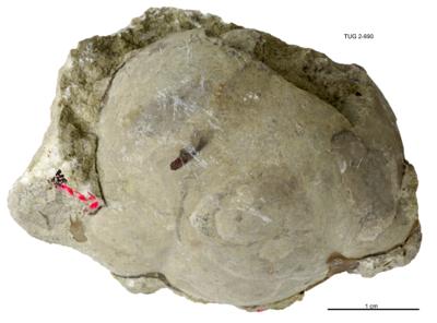 https://files.geocollections.info/large/96/4c/964cb7a2-e6b8-4d3a-b8f6-d964fa3b26ca.jpg