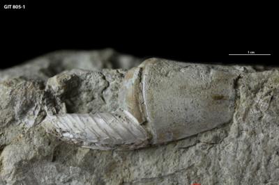 https://files.geocollections.info/large/96/62/96626b66-1d3b-45fd-a689-ce2b6f48e734.jpg