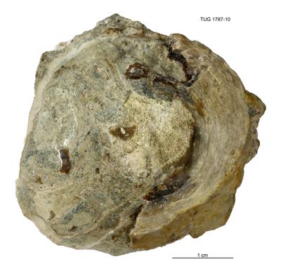 https://files.geocollections.info/large/96/90/969099c9-d24d-468f-b376-03156baa5ea9.jpg
