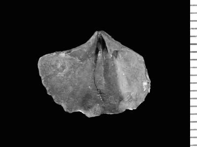 https://files.geocollections.info/large/96/db/96db1e96-bbb0-4965-afa5-5b44bcfc910d.jpg