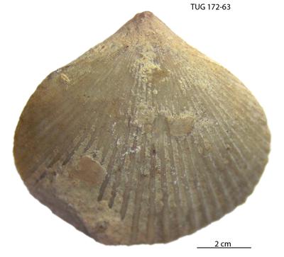 https://files.geocollections.info/large/96/df/96df0b78-f6c0-4ab5-86f6-07078d3fdc62.jpg