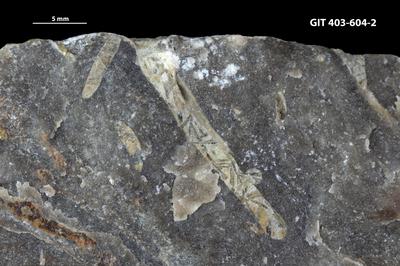 <i></i><br />Ohesaare cliff,  m, Ohesaare Stage