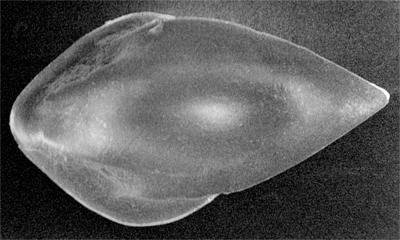 https://files.geocollections.info/large/96/fd/96fdc373-d241-4516-8730-acab8a418f89.jpg