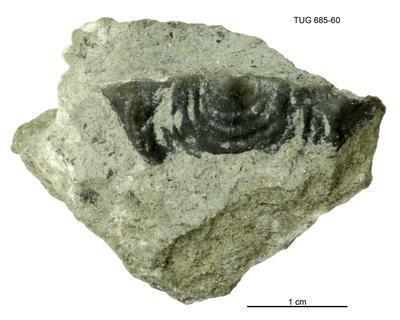 https://files.geocollections.info/large/97/36/9736ef08-b472-4668-a76c-e0483077de8e.jpg