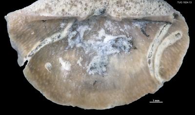 https://files.geocollections.info/large/97/8e/978e02aa-9a10-420a-8780-af15c6cfb3aa.jpg