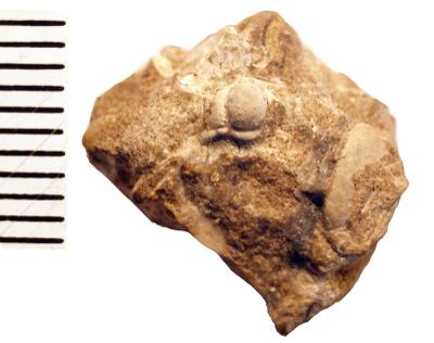 https://files.geocollections.info/large/97/94/97943727-ece5-4470-bdc5-c8d756fa9f2b.jpg