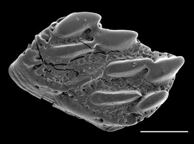 https://files.geocollections.info/large/97/9f/979fa393-ceda-40f6-a990-555b9e436295.jpg