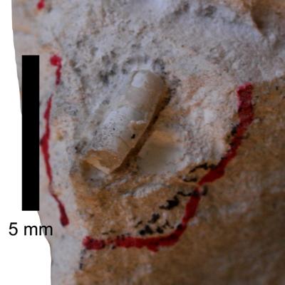 https://files.geocollections.info/large/97/a3/97a38f02-49d0-4c62-8ae3-7a9bb4b32096.jpg