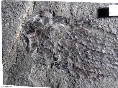 https://files.geocollections.info/large/97/aa/97aa7e2c-0fba-4c07-a05a-45fa03640035.jpg