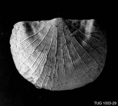https://files.geocollections.info/large/98/1d/981d4179-3fc6-4d05-b010-63295721ffc6.jpg