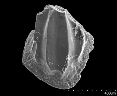 https://files.geocollections.info/large/98/49/984939fa-d7de-4a1e-83a7-053730e2104e.jpg