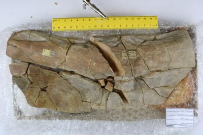 https://files.geocollections.info/large/98/4b/984be873-fd3d-4caf-a1fe-b48e0e090663.JPG