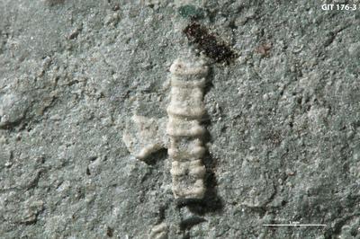 https://files.geocollections.info/large/98/5a/985ab7f3-aaad-4c4d-874a-a14d74b8bacc.jpg