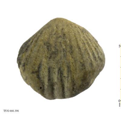 https://files.geocollections.info/large/98/71/9871b98f-f1c4-4615-821a-d2bb3c88571f.jpg
