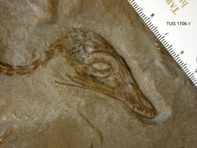 https://files.geocollections.info/large/98/7e/987e0ec7-046e-4744-a574-db35ffdd441c.jpg