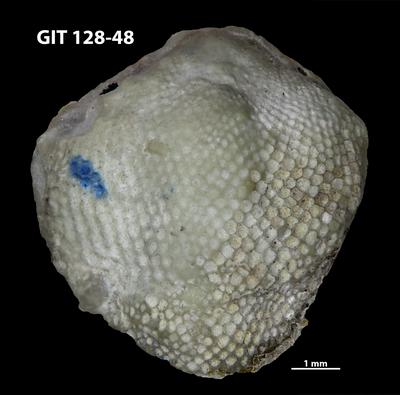 https://files.geocollections.info/large/98/a5/98a58f7c-8646-412f-a075-8209b1da5c4c.jpg