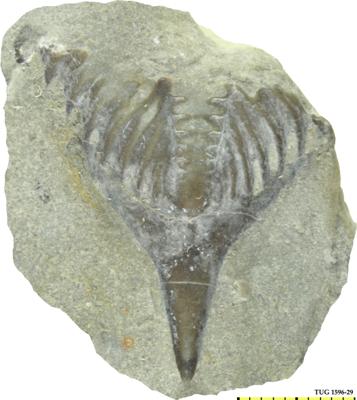 https://files.geocollections.info/large/98/ec/98ec1d7a-7b3d-4add-98a1-8728ec47c465.jpg