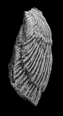 https://files.geocollections.info/large/98/ff/98fff3ae-bb26-403e-9d76-0aa19e69595e.jpg