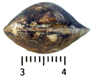 https://files.geocollections.info/large/99/1d/991d9c38-9159-4a85-b62a-831fb78e46b5.jpg