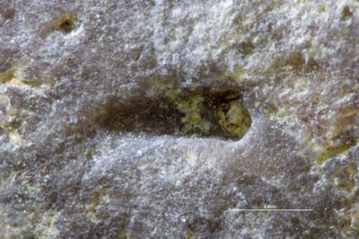 <i>Trypanites? isp.</i><br />Pääsküla,  m, Keila Stage