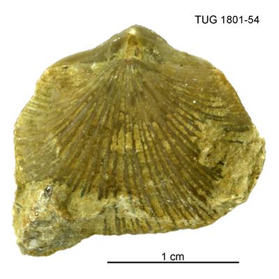 https://files.geocollections.info/large/99/78/99787384-d8c1-4e58-944d-2341d87a432a.jpg