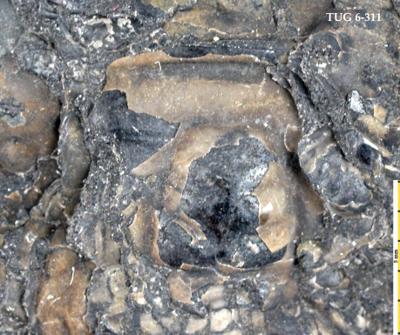 https://files.geocollections.info/large/99/81/99818b17-6c6c-4c4d-96d6-0705e71dcd1d.jpg