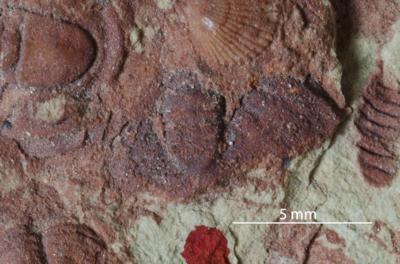 https://files.geocollections.info/large/99/90/9990249d-642e-457c-9dfd-6d7b537a76e1.jpg