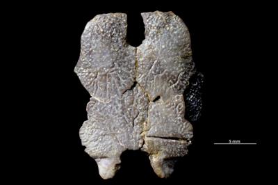 https://files.geocollections.info/large/99/a7/99a7b885-ccb9-4f72-ba39-8abbe831bd69.jpg