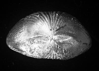 https://files.geocollections.info/large/99/e6/99e63fde-6f19-4d90-a516-1b9e5edf5f03.jpg