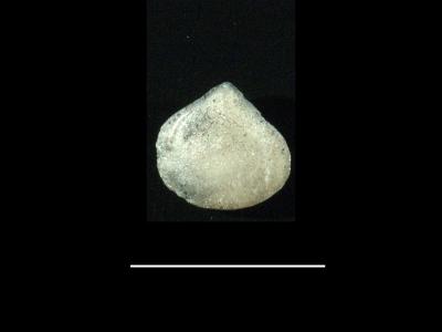 https://files.geocollections.info/large/99/ec/99ec86a7-48de-4908-9542-7af054bf669a.jpg