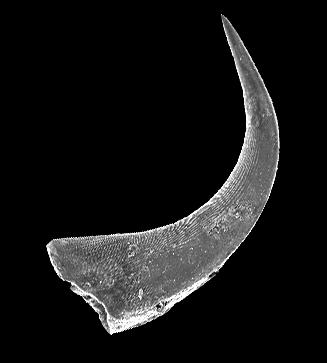 https://files.geocollections.info/large/99/f8/99f8f692-b5bf-45f2-8940-cd73fb15ee7b.jpg