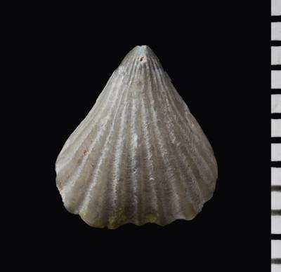 https://files.geocollections.info/large/99/fa/99fa8506-d749-40d8-85bc-815f1c11b43f.jpg