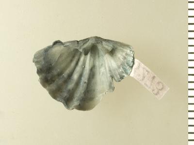 https://files.geocollections.info/large/9a/08/9a08bd87-c8a9-4269-b0f5-e506b8fef487.jpg