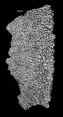 https://files.geocollections.info/large/9a/12/9a12229b-92f0-4985-83cc-faa782453ea0.jpg