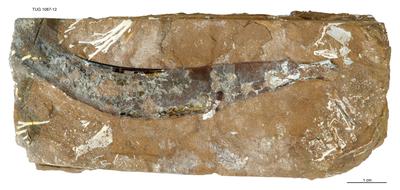 https://files.geocollections.info/large/9a/5e/9a5e2030-d95a-4c24-a460-0641603a9f4c.jpg